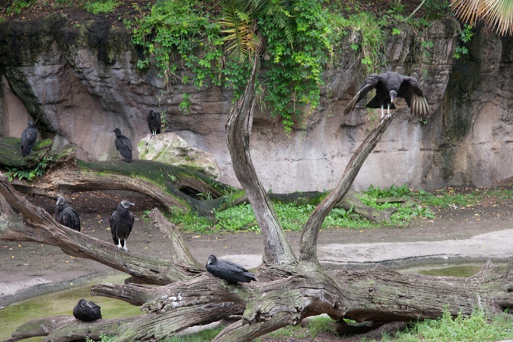 IMG_6693.jpg - A wake of black vultures.
